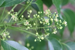 Swietenia mahogoni